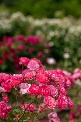 赤いバラの咲く風景、世羅高原にて