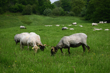 Cabras pastando en el prado