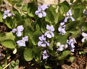 Blue Violet (Viola adunca) purple wildflowers in Beartooth Mountains, Montana