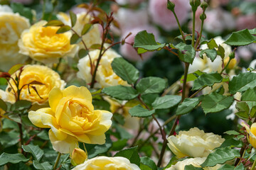 満開の黄色いバラのある風景、世羅高原にて