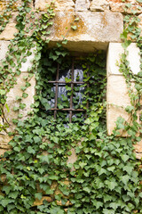 old window with ivy