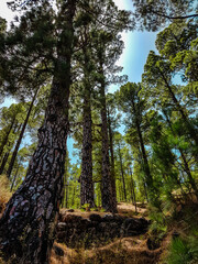 evergreen pine trees