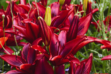 Red Cavioli Border Lilies in a garden