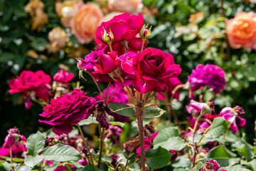 赤いバラの咲く風景、世羅高原にて