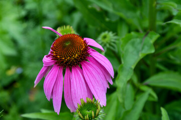 Drooping Pink Echinacea Flower in a Spring Garden