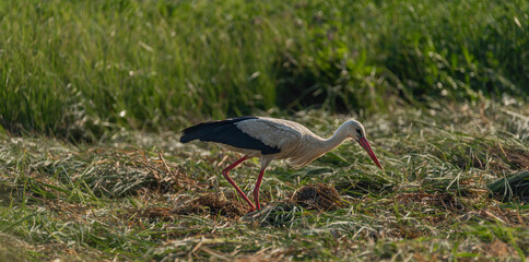 Stork on summer field with green grass and hay