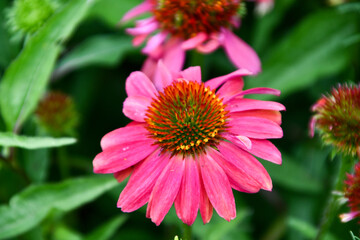 Pink Echinacea Flower in a Spring Garden