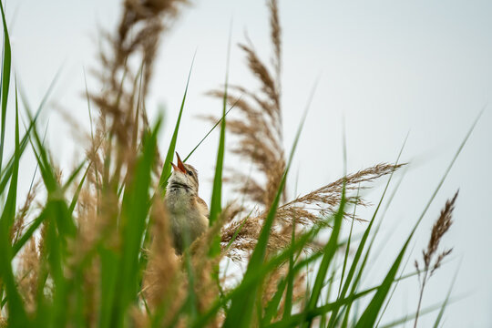 Chirping Eurasian Reed Warbler sitting in reed
