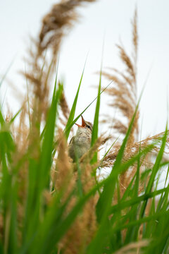 Chirping Eurasian Reed Warbler sitting in reed