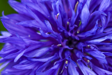 Obraz premium Closeup of Purple Bacehlor's Button Flower