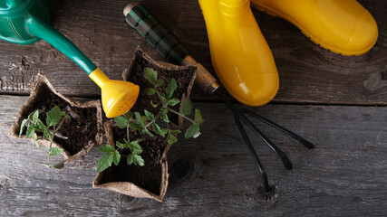 Yellow rubber boots, garden tools and tomato seedlings on  vintage wooden background