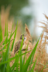 Chirping Eurasian Reed Warbler sitting in reed