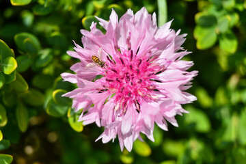 Pink Bachelor's Button Flower with a bee on it