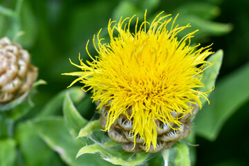 Yellow Big-Head Knapweed in garden