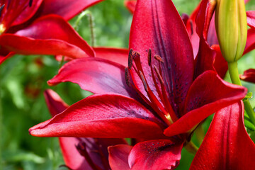 Red Cavioli Border Lily in Spring Garden, Closeup