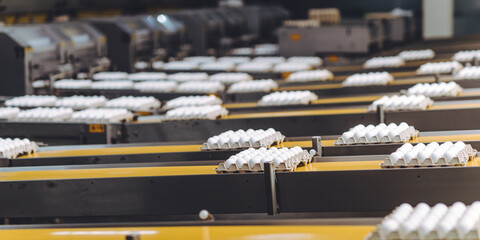 egg factory industry poultry conveyor production