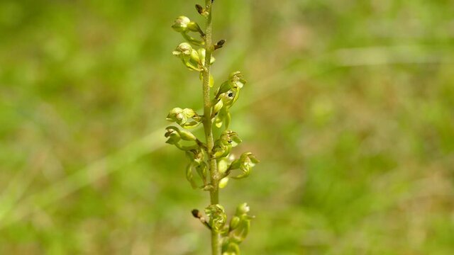 Twayblade,  Listera ovata, orchid of the German flora