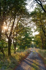 Fototapeta premium Forest path with morning sun