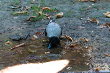 Baby crow on small puddle. Cute baby crow with black and gray shiny feathers. wet baby crow washed...