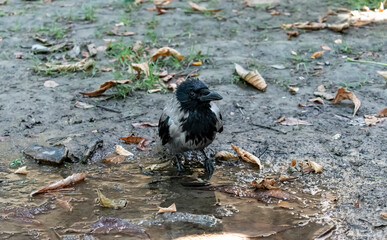 Baby crow on small puddle. Cute baby crow with black and gray shiny feathers. wet baby crow washed...