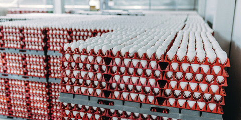 egg factory industry poultry conveyor production