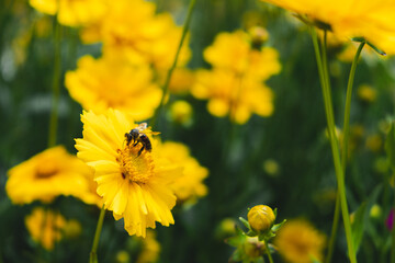 A bee sits on a yellow flower among a field of yellow flowers. selective focus. wild nature