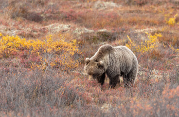 Grizzly Bear in Denali National Park in Autumn