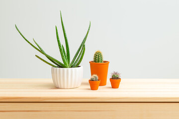 Houseplant. Aloe vera and cacti are on the wooden shelf of the house. Home gardening