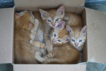 4 kittens one month old in a cardboard box