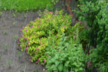 Fototapeta na wymiar Zielony krzak podczas ulewy, rozmyte krople deszczu są jak kreski.