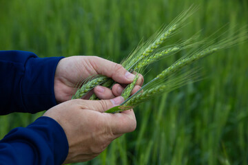 summer landscape, a large field with green rye and men's hands with ears