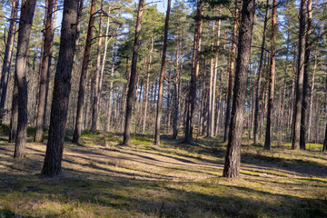 The forest is sunny during the summer; Tall trees with green and lush foliage