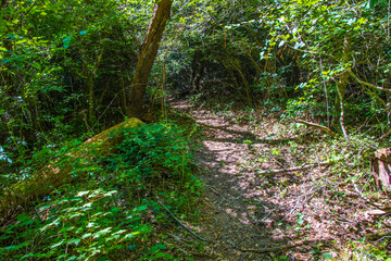 Fototapeta premium path in the forest