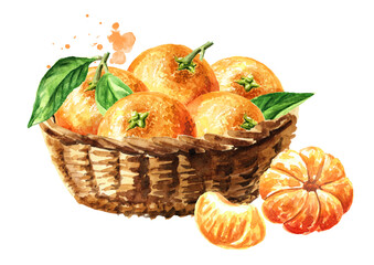 Basket with Mandarine with leaves, tangerine. Hand drawn watercolor illustration isolated on white background