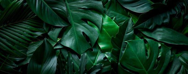 closeup nature view of tropical green monstera leaf background. Flat lay, fresh wallpaper banner...