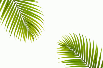 tropical and coconut leaf isolated on white background, summer background