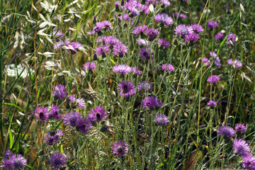 Beautiful wild purple flowers in a field in spring