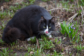 Black white cat outdoor.