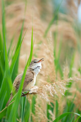 Eurasian Reed Warbler sitting in reed