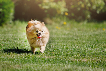 Naklejka na ściany i meble Pomeranian Red Spitz dog on a green lawn.