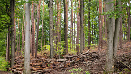 Wald- und Forstwirtschaft: Laubwald mit aufgestapeltem Holz, Ästen von Sturmschäden. Aufräumarbeiten im Wald