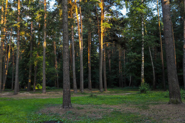 Obraz premium forest with beautiful trees calm in the forest sunset in the forest