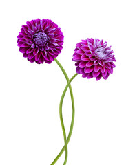 Two Pink dahlia isolated on white background © ImagesMy