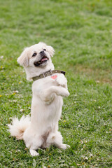 Tibetan Spaniel dog on green lawn