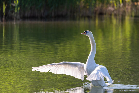 Big white swan flaps its wings swimming in the calm water