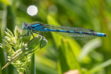 blue damselflyfly on a leaf