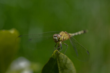 Dragonfly on leaves in the garden.	