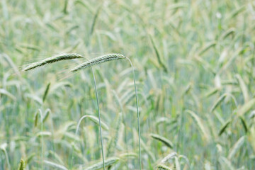 green wheat field in summer