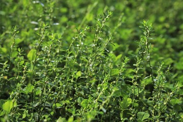 green grass and morning dew