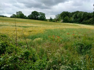 green field and blue sky